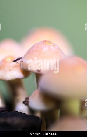 Champignons miniatures de conte de fées qui poussent dans la forêt et les bois Banque D'Images