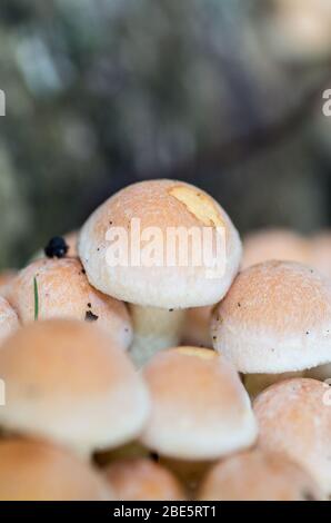 Champignons miniatures de conte de fées qui poussent dans la forêt et les bois Banque D'Images