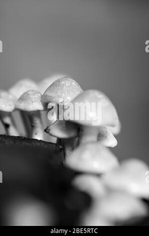 Champignons miniatures de conte de fées qui poussent dans la forêt et les bois Banque D'Images