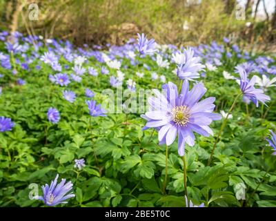 Les fleurs de l'hepatica fleuissent sur un sol boisé au printemps Banque D'Images