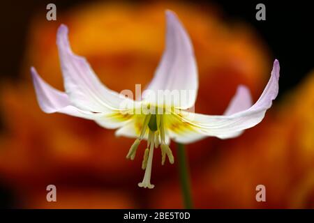 Sérénade coucher de soleil Erythronium,fleurs roses douces,jardin boisé,ombragé,ombragé,bois,violet dent chien,printemps,fleurs,fleur,floraison,RM Floral Banque D'Images