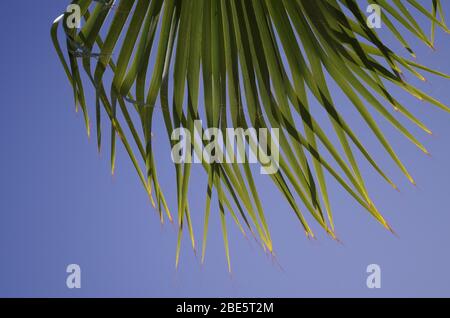 Palmier - Arecaceae est une famille de fleurs vivaces Plantes dans l'ordre des monocots Arecale Banque D'Images