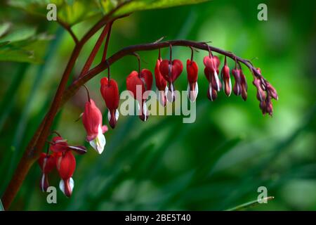 Laprocapnos spectabilis valentine,dicentra spectabilis valentine,printemps, fleurs rouges en forme de coeur, fleurs fleuries,ombragé,ombragé,jardin boisé, h Banque D'Images