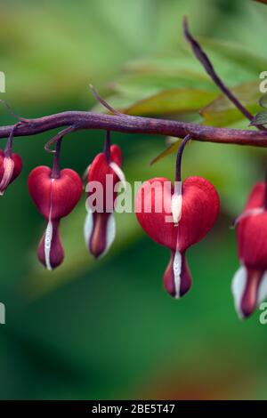 Laprocapnos spectabilis valentine,dicentra spectabilis valentine,printemps, fleurs rouges en forme de coeur, fleurs fleuries,ombragé,ombragé,jardin boisé, h Banque D'Images