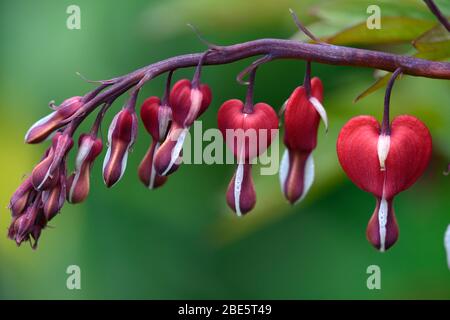 Laprocapnos spectabilis valentine,dicentra spectabilis valentine,printemps, fleurs rouges en forme de coeur, fleurs fleuries,ombragé,ombragé,jardin boisé, h Banque D'Images