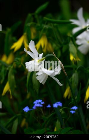 narcisse thalia, blanc, jonquille, Omphalodes verna, Mary à œil bleu, Uvularia grandiflora, cloches de joyeux, fleurs blanches bleues jaunes, fleurs, fleurs, fleurs, fleurs, fleurs, fleurs Banque D'Images