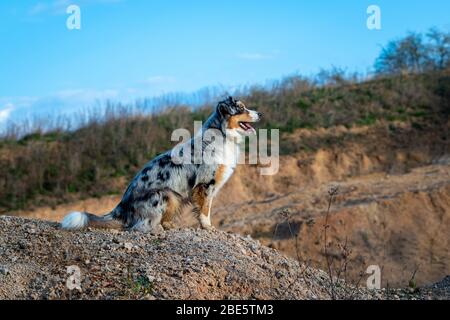 Chien berger australien bleu merle assis sur un bord rocheux Banque D'Images