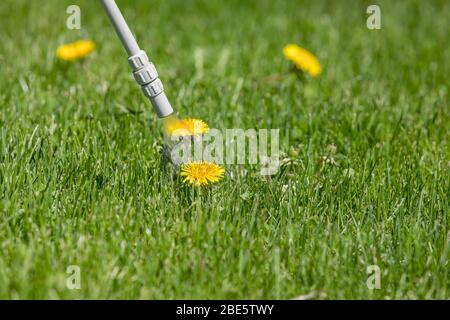 Mauvaises herbes de pissenlit dans la pelouse et pulvérisation d'herbicide de tueur de mauvaises herbes. Concept d'aménagement paysager pour l'entretien des pelouses Banque D'Images