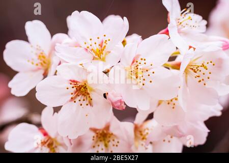 Sakura sauvage du Mont Yoshino, Japon Banque D'Images