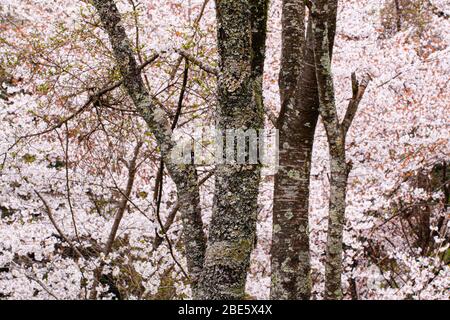 Sakura Bloosem au Mont Yoshino de Nara, au Japon Banque D'Images