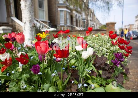 Londres, Royaume-Uni. 12 avril 2020. L'exposition fantastique de tulipes dans un jardin en face sur le Chase à Clapham, au sud de Londres, est largement invisible car les rues restent presque entièrement désertées pendant le verrouillage du coronavirus. Crédit: Anna Watson/Alay Live News Banque D'Images