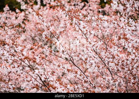 Sakura Bloosem au Mont Yoshino de Nara, au Japon Banque D'Images