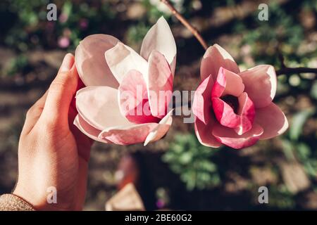 Fleurs de Magnolia. Arbre fleuri avec fleurs roses dans le jardin de printemps. Branche en fleurs. Femme touche des pétales Banque D'Images