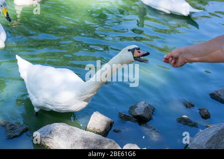 Sur le lac, un cygne prend la nourriture hors de la main Banque D'Images