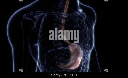 Organes internes humains système digestif Anatomie. 3D Banque D'Images