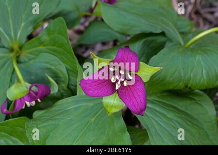 Trillium en pleine floraison au début du printemps. Banque D'Images