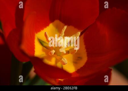 Pollen sur étamines dans une fleur de tulipe rouge Banque D'Images