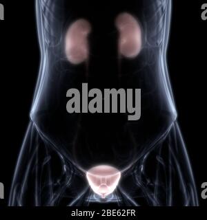 Organes internes humains système urinaire reins avec vessie Anatomie. 3D Banque D'Images