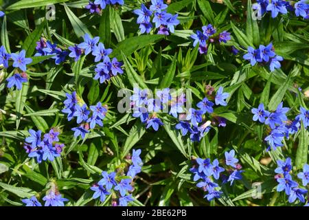 Fleurs bleues vives sur Lithodora diffusa, Bleu céleste Banque D'Images