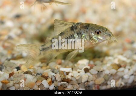 Le poisson-chat marbré (Corydoras paleatus), un poisson d'aquarium d'eau douce populaire Der Marmorierte Panzerwels (Corydoras paleatus), éine beliebter Süßwasser- Banque D'Images