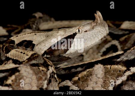 L'Afrique de l'Ouest Gaboon viper (rhinocéros Bitis) Banque D'Images