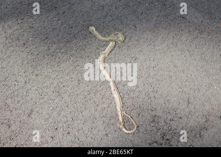 serpent mort sur la route, la voiture courut sur elle Banque D'Images