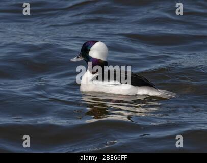 Bufflehead 29 mars 2020 Comté de Northern Minnehaha, SD Banque D'Images