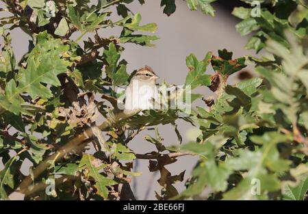 Bruant burineur 14 octobre 2019 Good Earth State Park, Dakota du Sud Banque D'Images