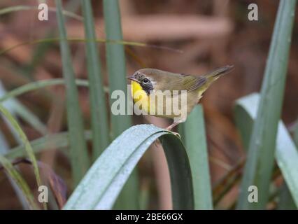 Common Yellowgorge - Geothlymis trichas - septembre 2019 - Comté de Minnehaha, Dakota du Sud, États-Unis Banque D'Images