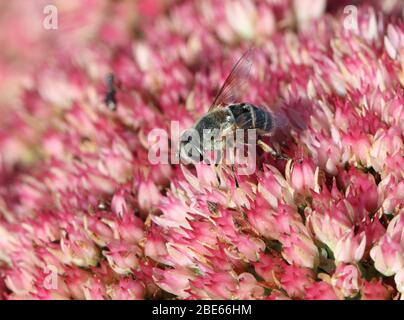 Eristalis - fleurs pollinisantes de petits mouches Banque D'Images