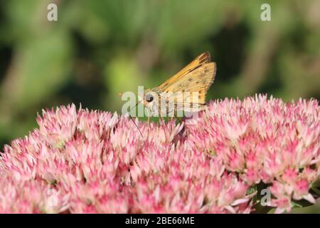 Hylephila phyleus 18 septembre 2019 région naturelle de Perry, Dakota du Sud Banque D'Images