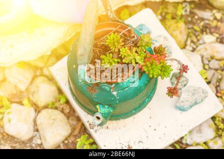 Idées de semoir réutilisées. Les bouilloires d'occasion, les vieilles théières se transforment en pots de fleurs de jardin. Jardin recyclé et style de vie à faible gaspillage. Banque D'Images