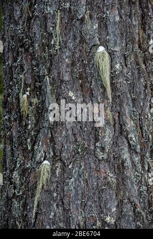 Macrophotographie. L'écorce de l'arbre surcultivé avec la mousse et le lichen. Banque D'Images