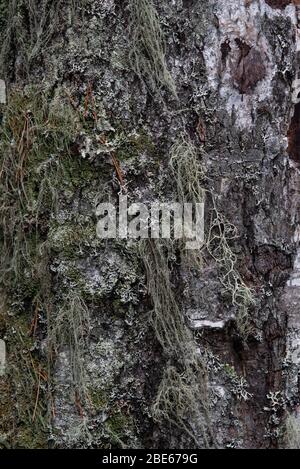 Macrophotographie. L'écorce de l'arbre surcultivé avec la mousse et le lichen. Banque D'Images