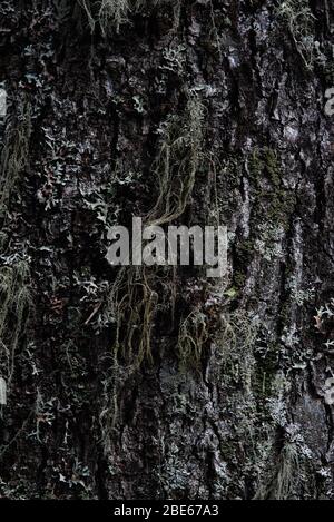 Macrophotographie. L'écorce de l'arbre surcultivé avec la mousse et le lichen. Banque D'Images