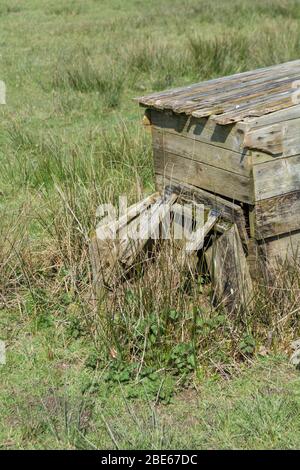 Une rustine de bouillettes à côté d'une vieille coop de poulet qui s'effondre. Les bouilloires sont comestibles cuits, et la plante a été utilisée dans les remèdes à base de plantes. Banque D'Images