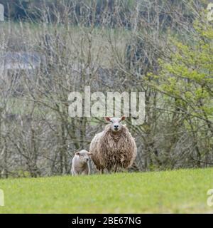 Mouton unique regardant l'appareil photo et l'agneau dans le champ de collines ensoleillées. Pour l'élevage de moutons au Royaume-Uni, l'élevage de moutons, le marché du bétail au Royaume-Uni, l'élevage britannique. Banque D'Images