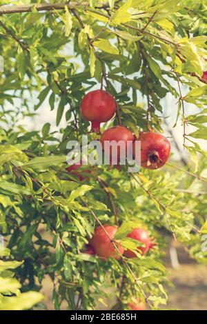 fruits mûrs à la grenade qui poussent sur l'arbre dans le jardin d'été, image tonifiée. Banque D'Images