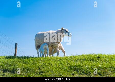 moutons avec deux agneaux sur une digue néerlandaise Banque D'Images