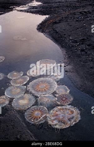 Méduses flottant dans des eaux peu profondes à marée basse, Barrow, Alaska, États-Unis Banque D'Images