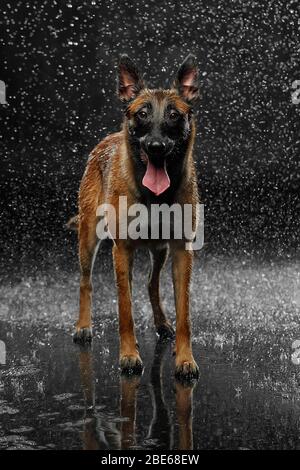 Chien race Malinois dans le studio. Banque D'Images