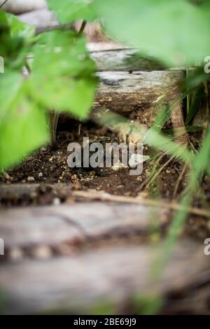 Une grenouille marron-vert se trouve dans les buissons et regarde la caméra. Banque D'Images