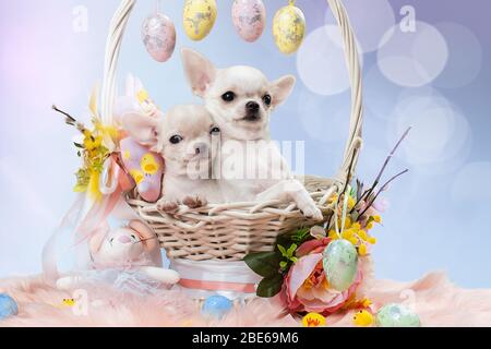 Deux chiots mignons de Chihuahua dans un panier. Banque D'Images