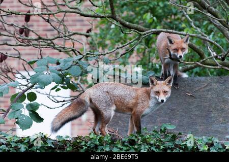 Deux grands renards rouges, Vulpes vulpes, sur le toit de la hangar de jardin, Londres, Royaume-Uni Banque D'Images