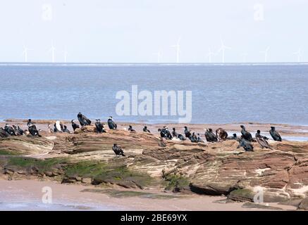 Cormorants, Phalacrocorax carbo, roosting sur les roches de grès rouge après marée haute près de la ferme éolienne, Little Eye, Hilbre, Dee estuaire, Royaume-Uni Banque D'Images