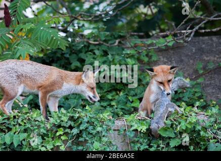 Deux renards rouges, Vulpes vulpes, dans un jardin de banlieue, attrapent un écureuil gris, Sciurus carolinensis, Londres, Royaume-Uni Banque D'Images