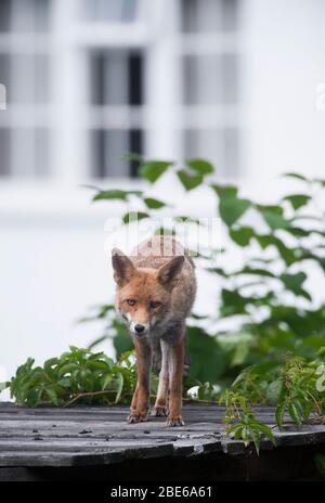 Adulte Red Fox, Vulpes vulpes, sur le toit de hangar dans le jardin de banlieue, Londres, Royaume-Uni Banque D'Images