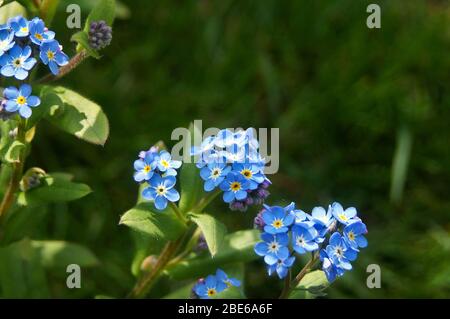 Oubliez-moi pas les fleurs (Myosotis) avec fond naturel foncé Banque D'Images