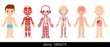 Mon corps, anatomie éducative corps organe graphique pour les enfants. Mignon dessin animé petit garçon et ses systèmes corporels: Musculaire, squelettique, circulatoire, nerveux et d Illustration de Vecteur