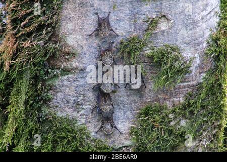 Colonie de chauves-souris Proboscis (Rhynchonycteris naso) sur un arbre Banque D'Images